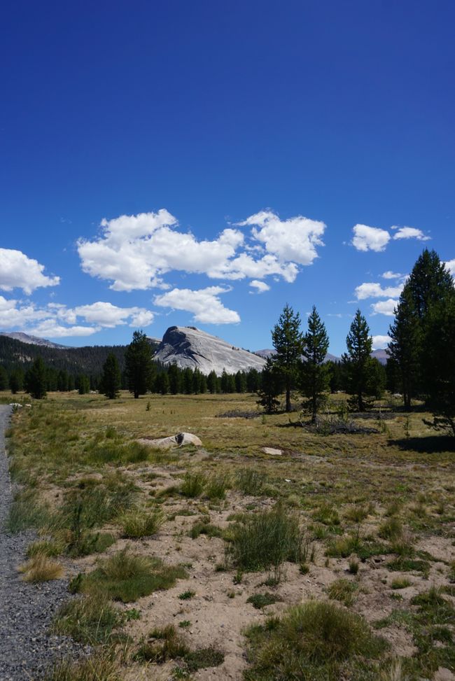 Tag 7 - Erster Tag im Yosemite Nationalpark 🥾🌲