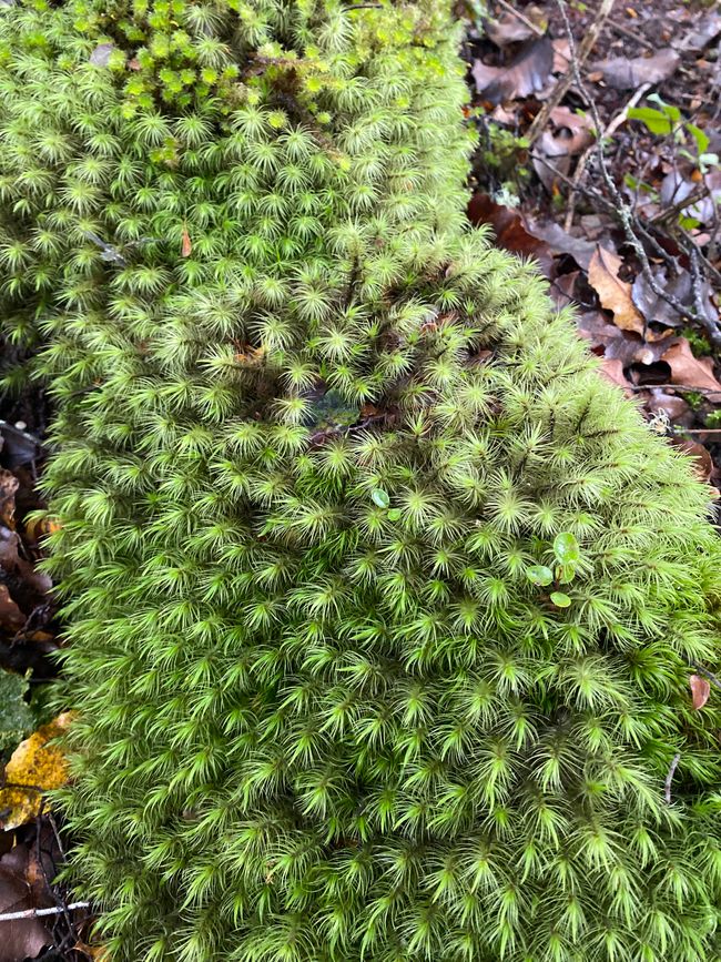 Among the glowing glowworms