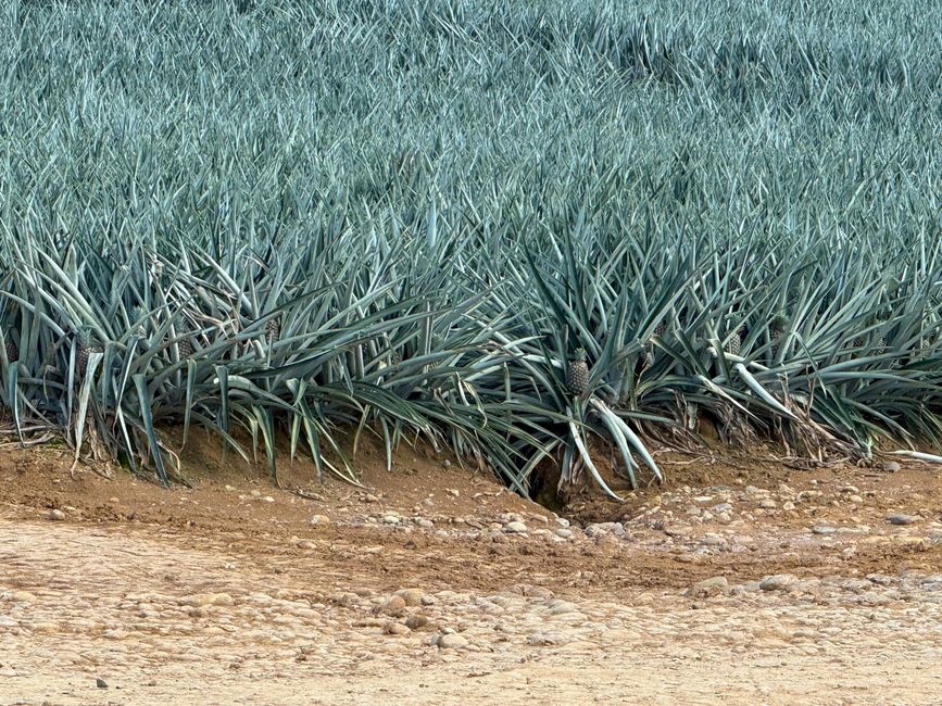 Piñas - hasta donde alcanza la vista