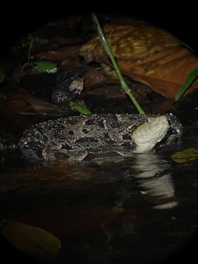 Schlange (durchs Teleskop fotografiert)
