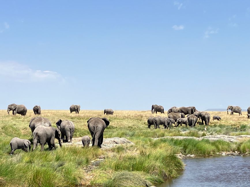En la Serengeti - Día 2