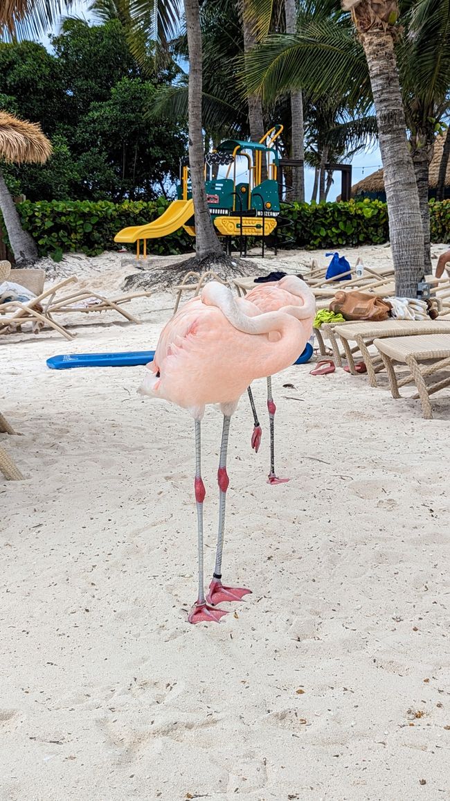 Flamingo Island - Iguana Beach