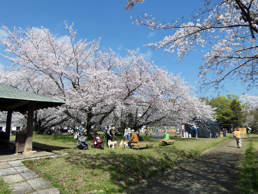 Fukuoka, 5 avril 2026
