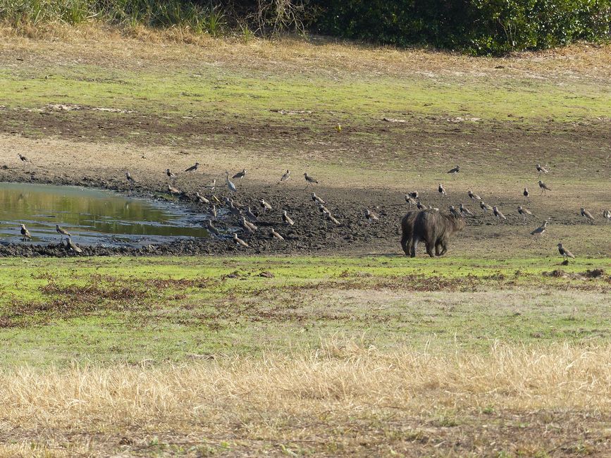 Brazil, Through the Pantanal