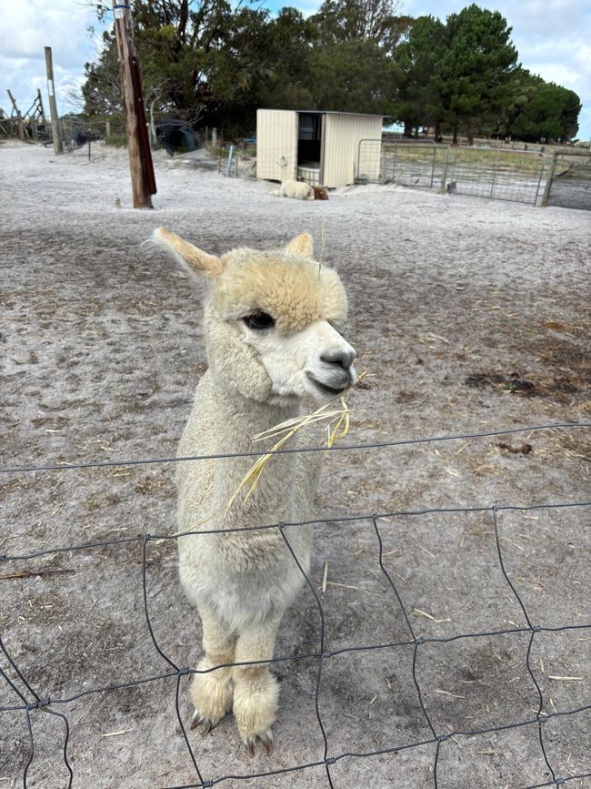 Parc des oiseaux et des animaux d'Esperance