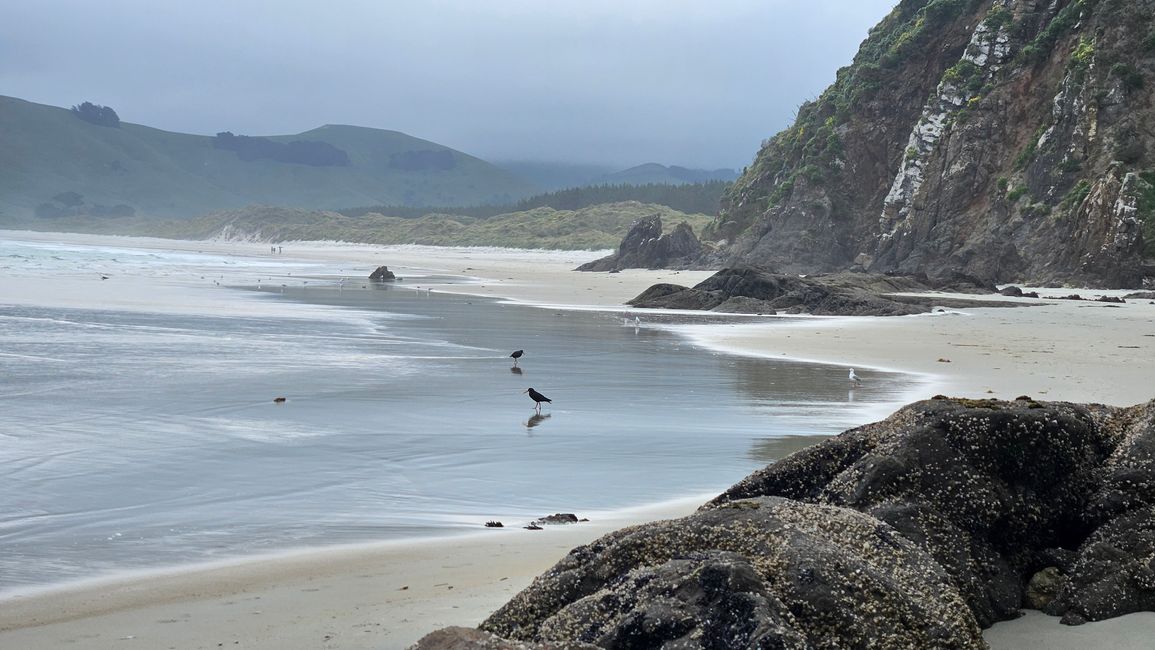 Timaru - Oamaru - Moeraki - Dunedin - Otago Peninsula - Oamaru