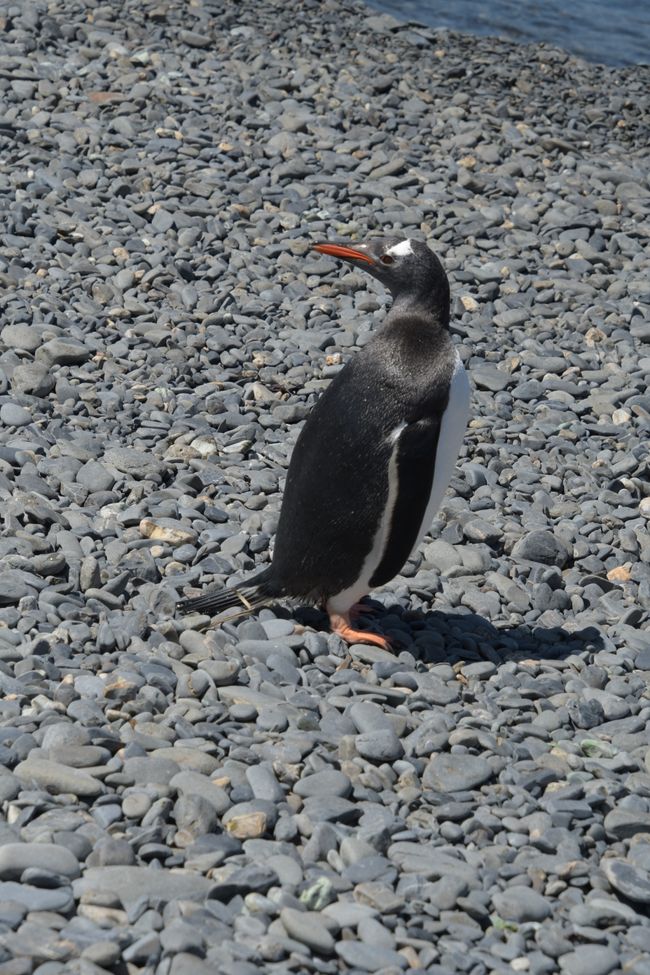 Eselspinguin / Gentoo penguin