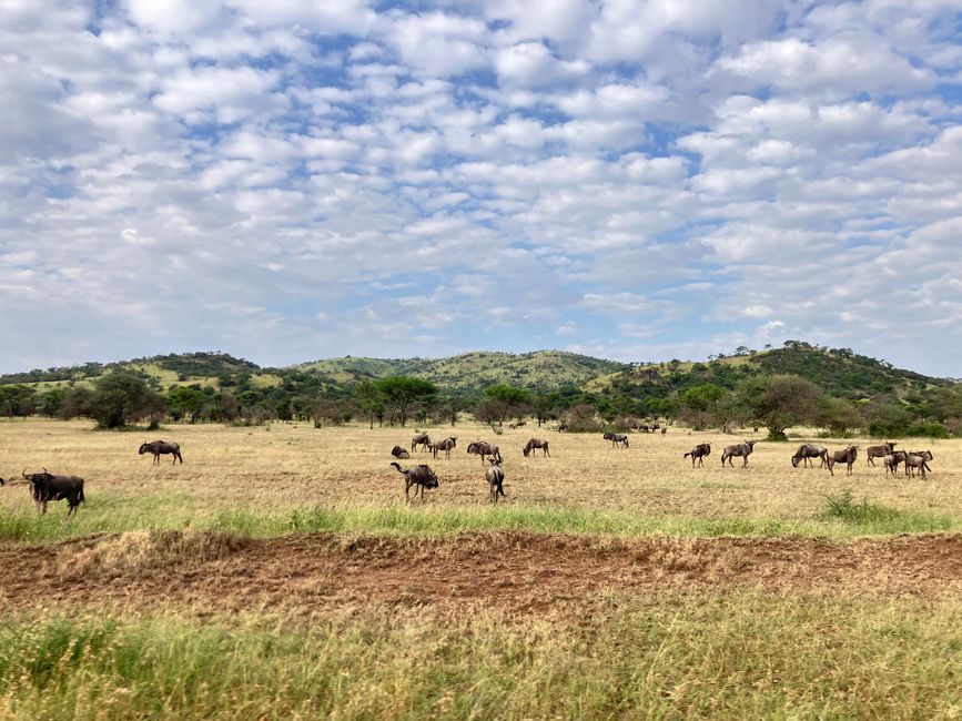 En la Serengeti - Día 3