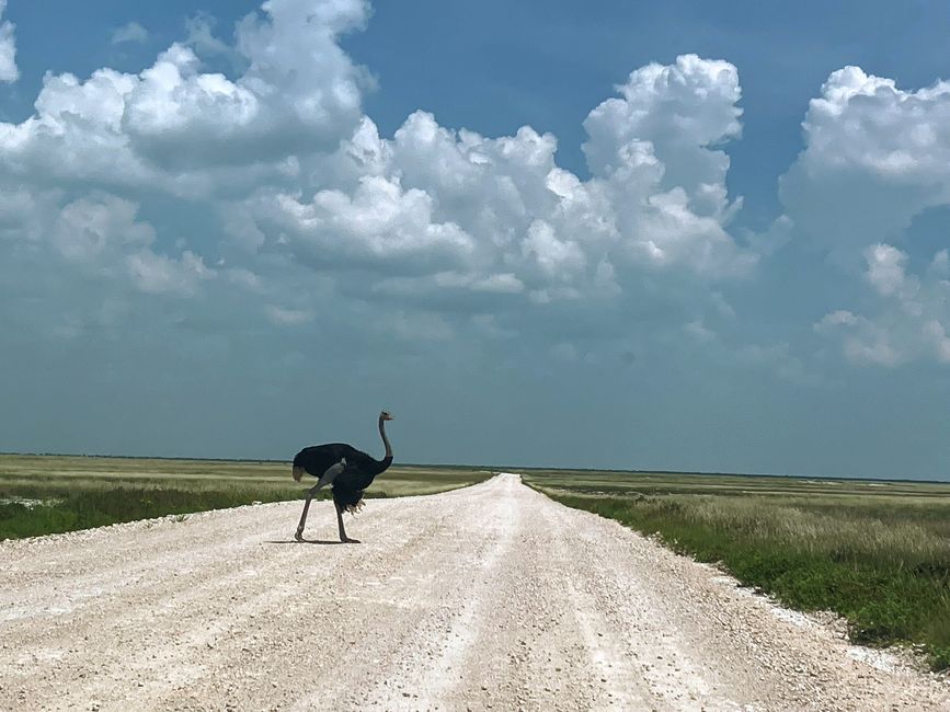 El Parque Nacional Etosha