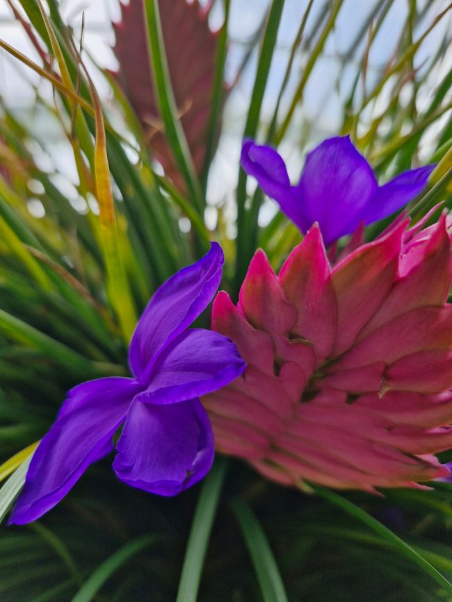 Blume