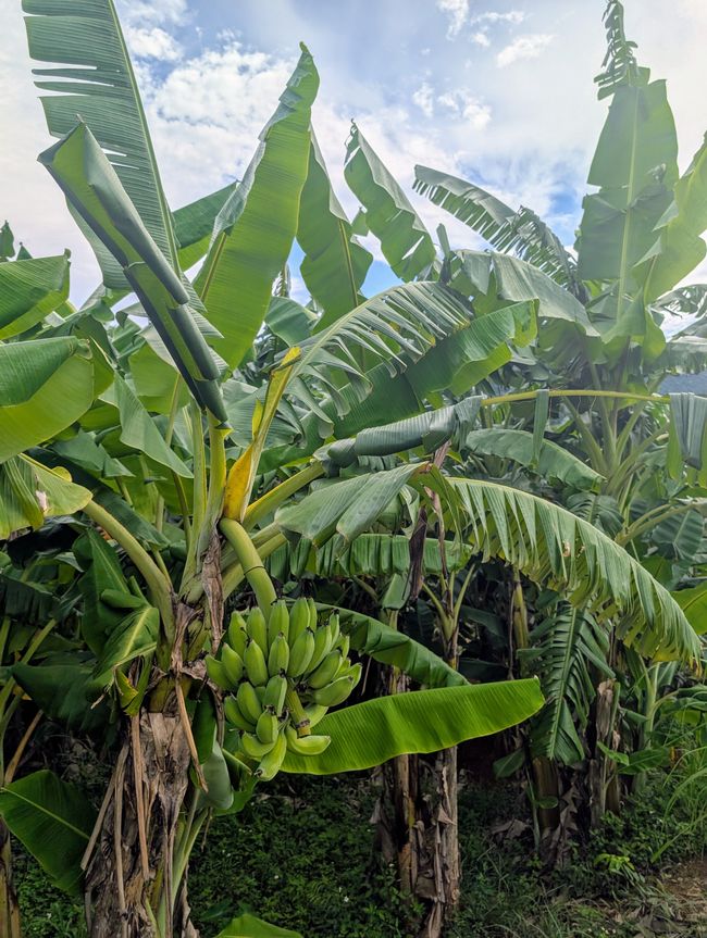 Pensamientos en verde