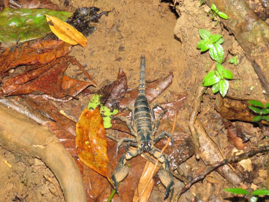 Sinharaja - l'ultima foresta pluviale dello Sri Lanka