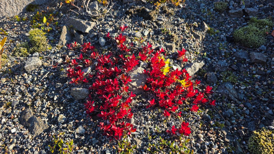 Norvegia-Capo Nord 1-17 Settembre 2025
11 Settembre