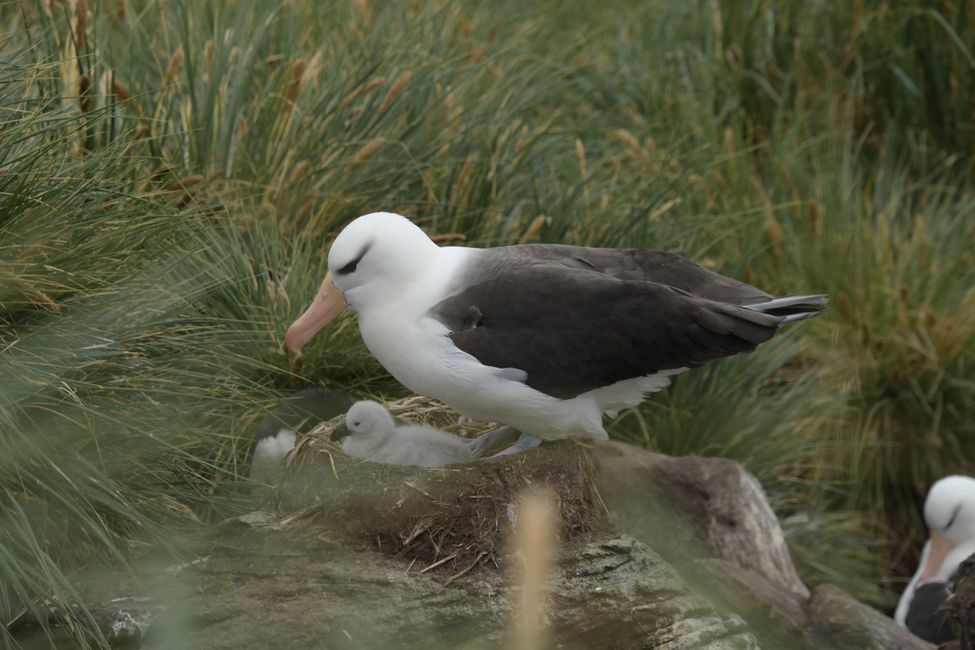 Schwarzbrauen-Albatrosse / Black-browed albatrosses