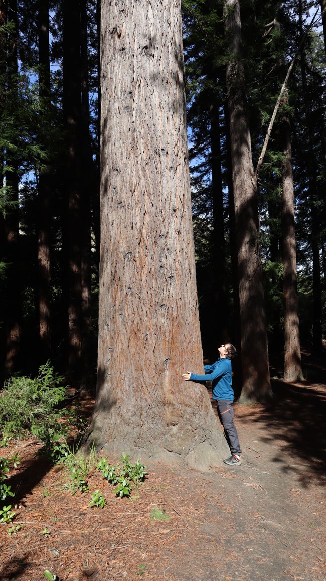 California Redwood