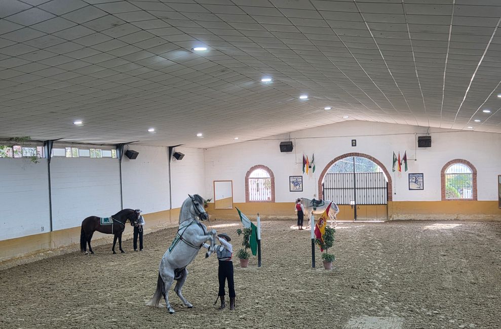 Hufe, Hüften, Flamenco – Mein Pferdeabenteuer in Málaga bei El Ranchito