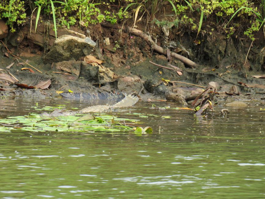 Matara - Mauvais temps, pas de baleines, mais des Salties (crocodiles d'eau salée)