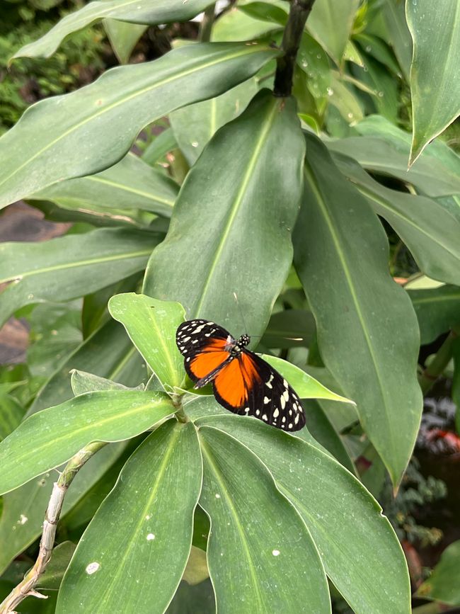 butterlfly