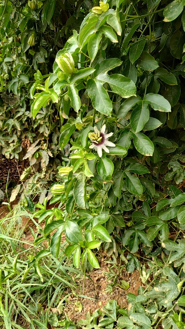 Brasil, Pedra Azul