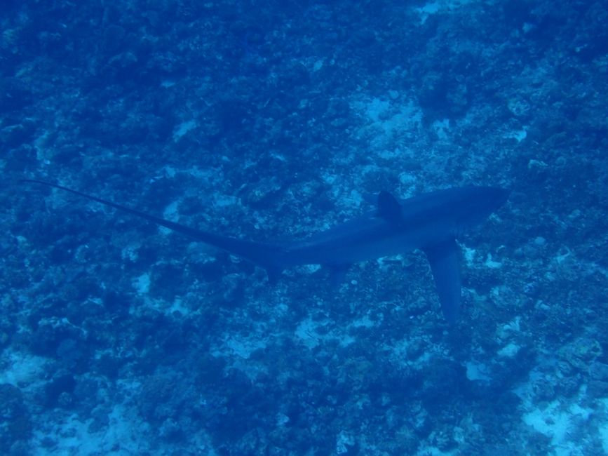5. Malapascua - Mega Sternenhimmel und Fuchshaie