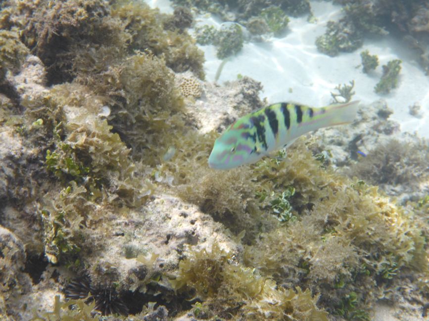 2025-04-23 Tahiti und Huahine