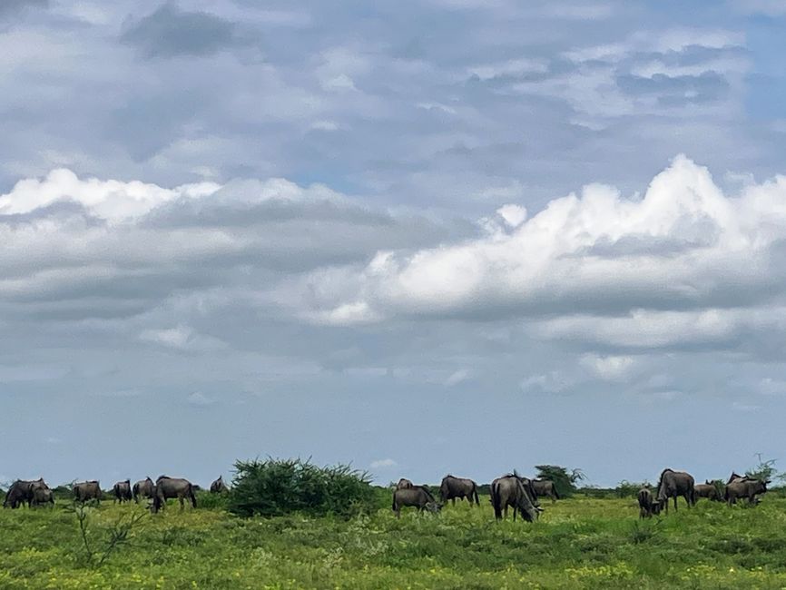 El Parque Nacional Etosha