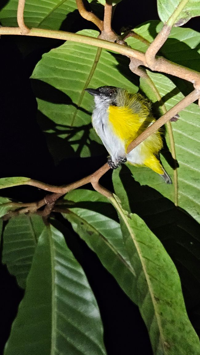 Parque Nacional Tangkoko