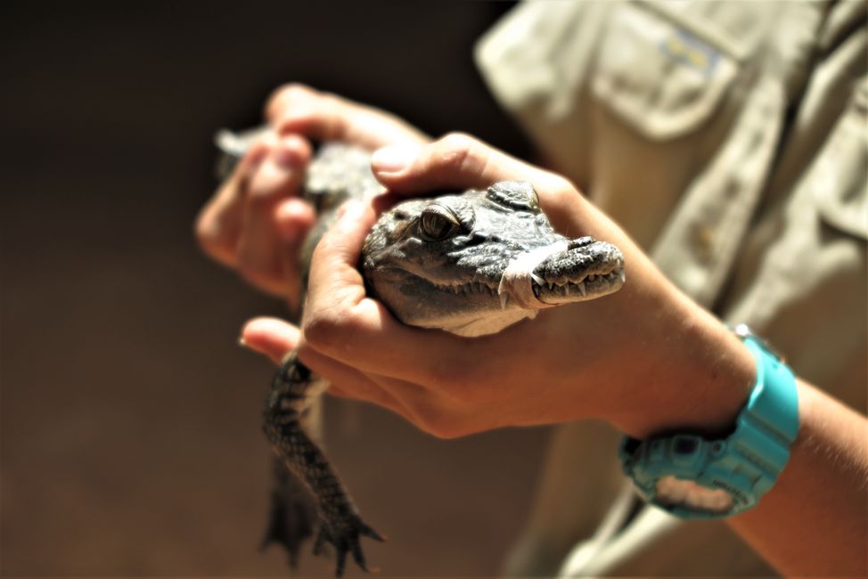 crocodilus fuscus