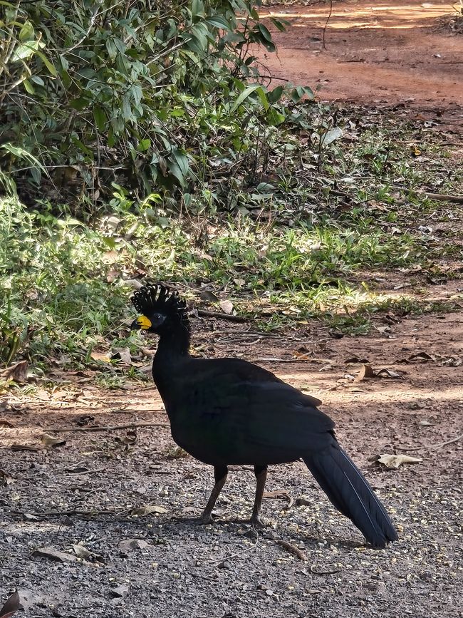 Mutu macho