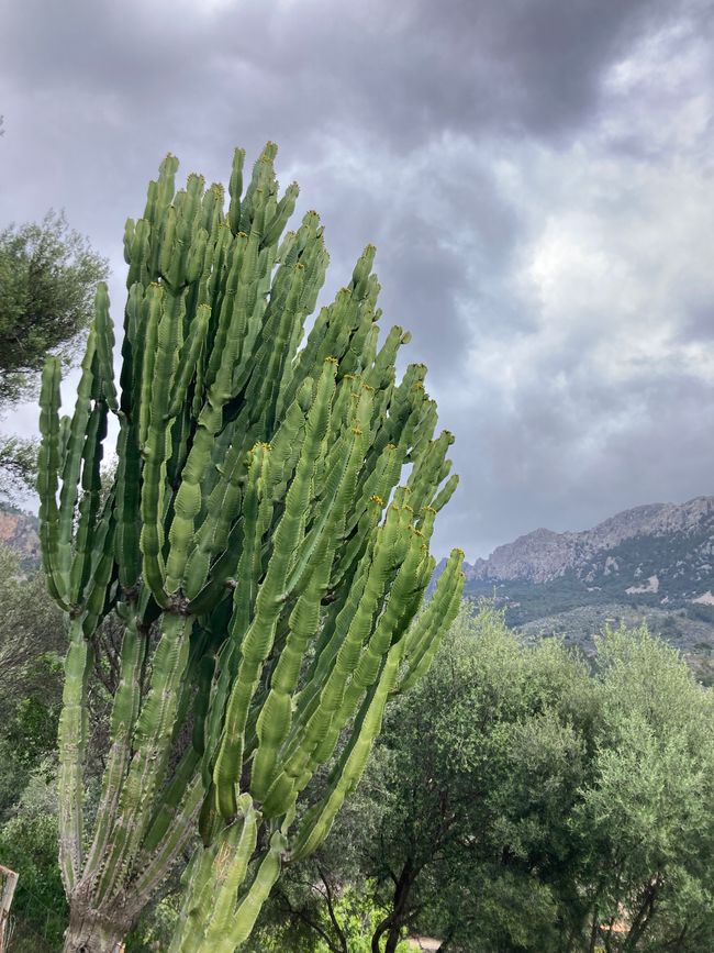 Fornalutx… heißt übersetzt, bestimmt- „steile Treppen“