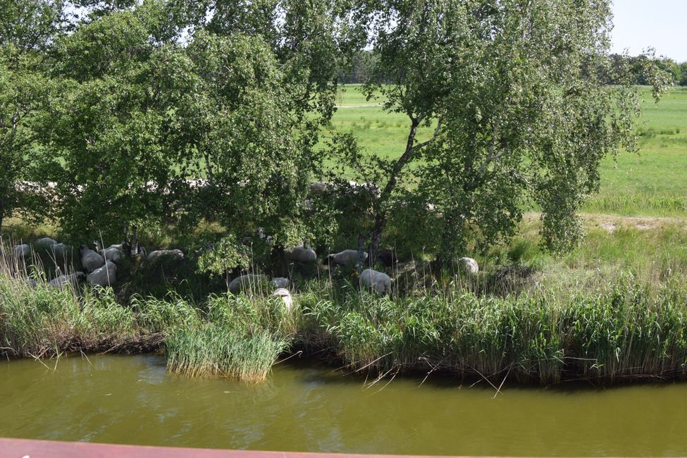 Darß und Fischland im Mai 2018