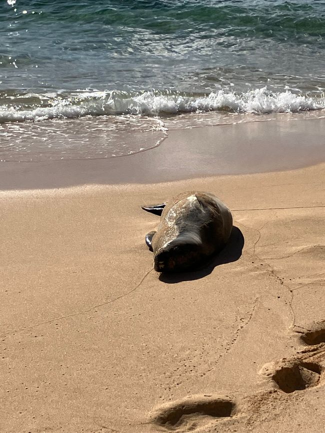 D18 - Yoga a las 7 am con Norbi y playa Poipu con focas monje, tortugas marinas y Humuhumunukunukuapua‘a