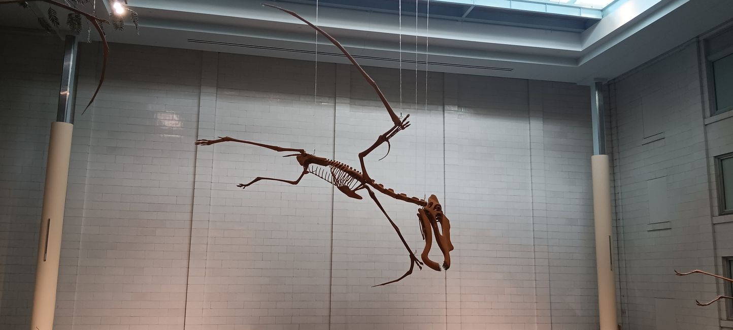 Museum of natural history I