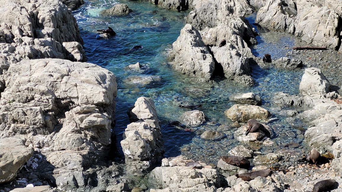 Von den Seehunden weiter in den Abel Tasman-Nationalpark