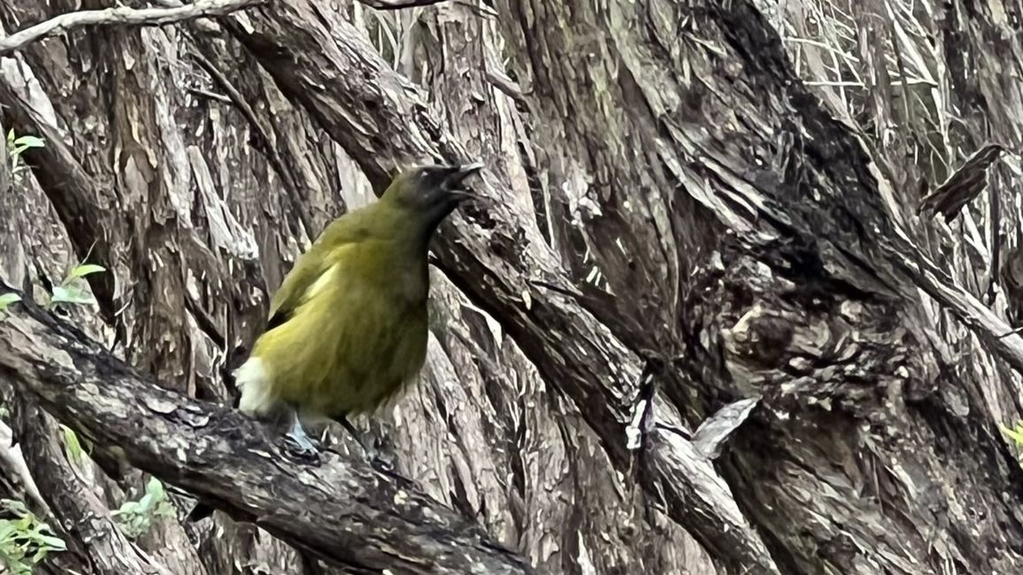 Bellbird - hat den Namen wirklich verdient