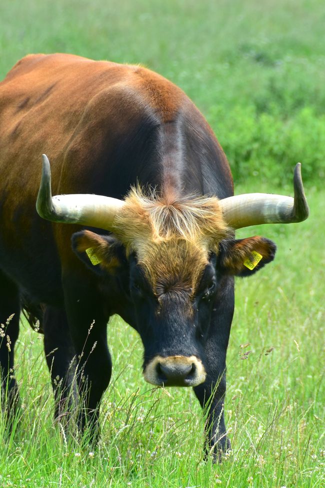 * * * S E C H T A S A F A R I - der Auerochsenweg
bei Bopfingen * * *