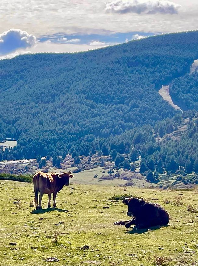 Vacacas en un prado – eso también podría ser una foto de los Alpes.