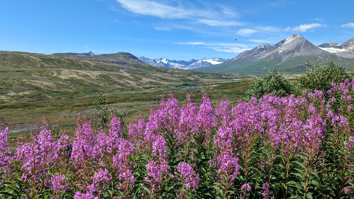 Tag 27: Bärenshow & fantastische Bergwelten - zurück nach Yukon/Kanada