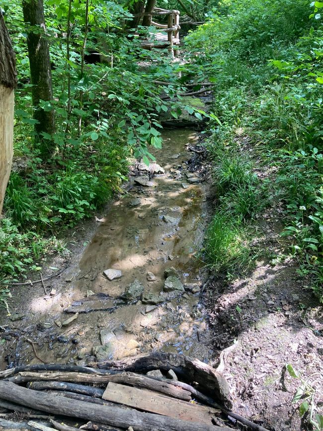 Geheimnisvoller Wald