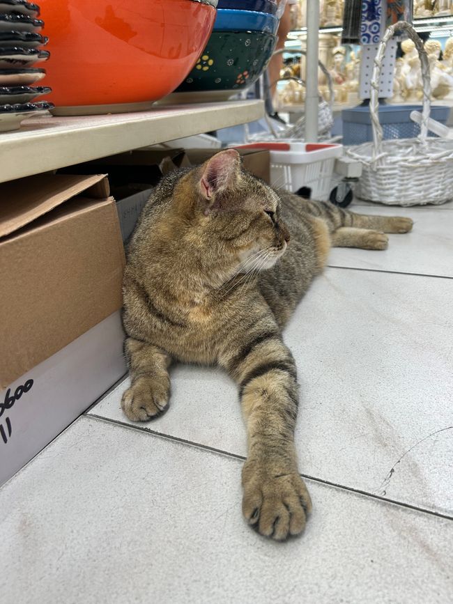 Katzen der Agora
