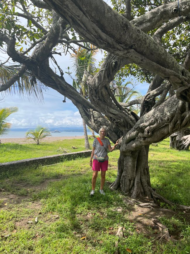Die Frau und der alte Baum...