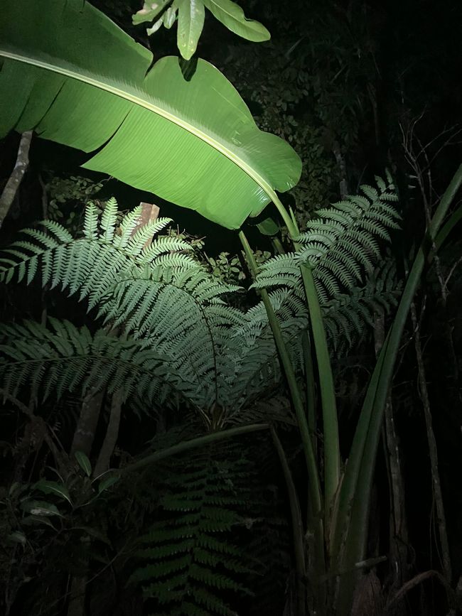 Maravilla de la naturaleza - Parque Nacional Andasibe