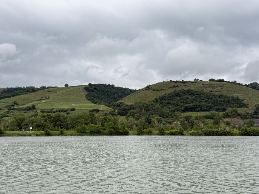 Weinberge