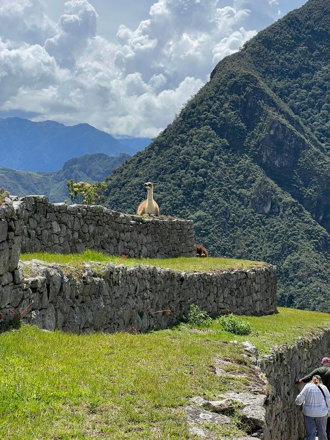 👷‍♂️Tag 26-2 (3.11.) Machu Picchu, die alte Inca-Stadt