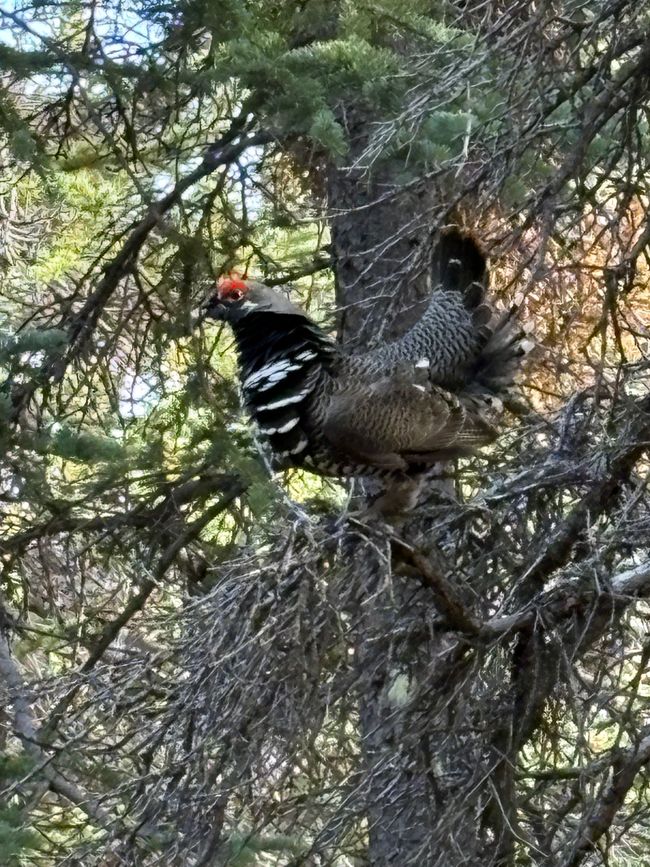 Day 4 – Spruce Grouse Detectives & 333 km Towards Adventure 🐔🎶