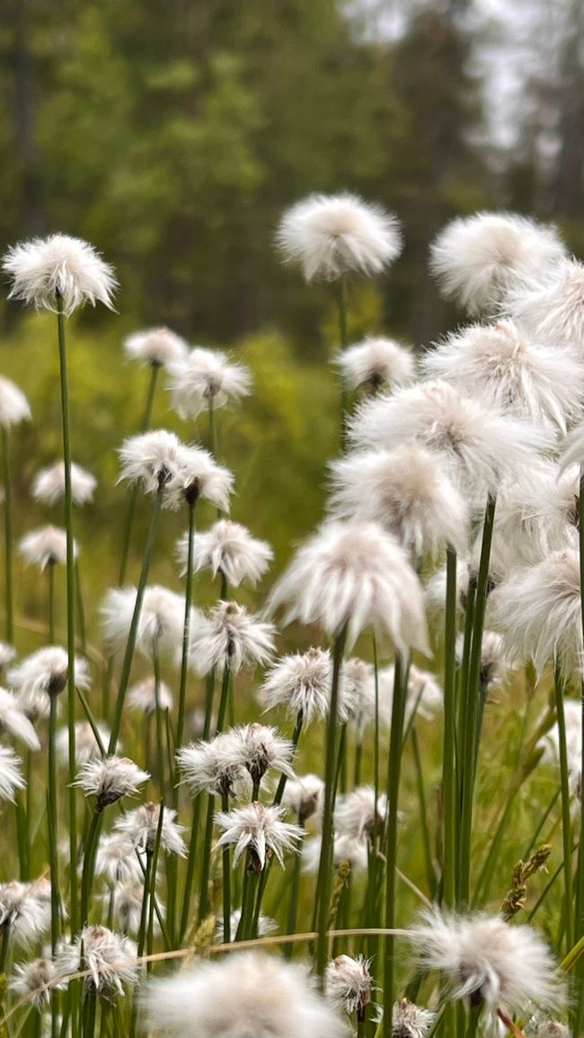 Meine Lieblingsblumen im Norden, voraussichtlich die letzten