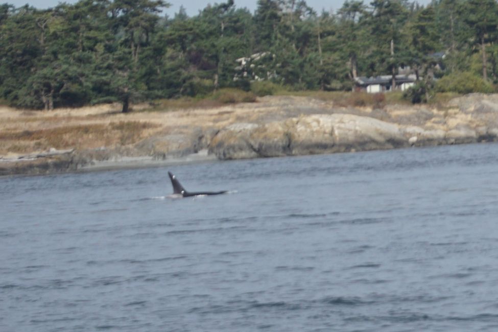 Day 18: Whale Watching