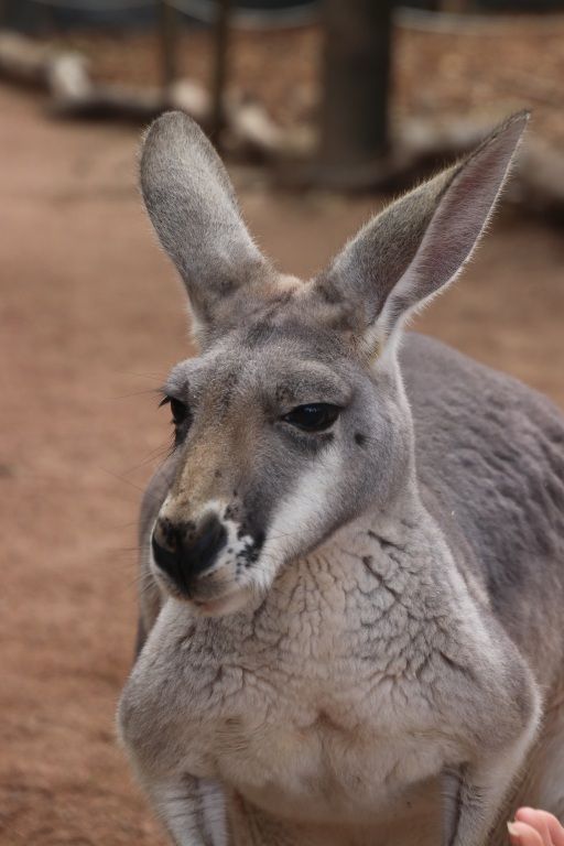 Tag 10: Australische Tierwelt und Baden am Wasserfall