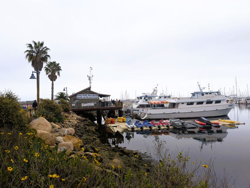 Excursión de avistamiento de ballenas