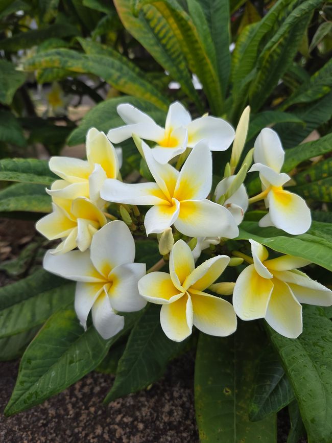 Blume